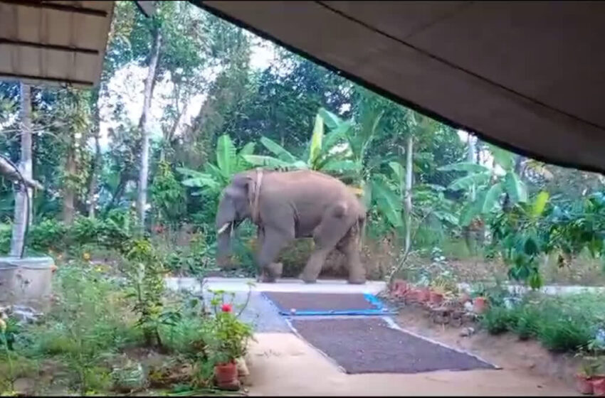  ബന്ദിപ്പൂരിലെത്തിച്ചശേഷം കൊമ്പൻ ചരിഞ്ഞു;കാരണം അന്വേഷിക്കാന്‍ പ്രത്യേക സംഘം