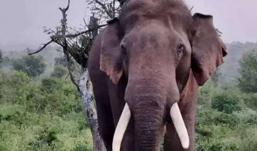  ചക്കക്കൊമ്പന്‍, പശുവിനെ ആക്രമിച്ചു; സ്ത്രീ രക്ഷപ്പെട്ടത് തലനാരിഴയ്ക്ക്