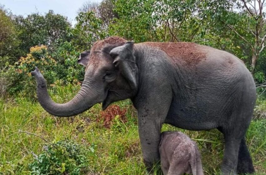  കാട്ടാന ആക്രമണം; തേനെടുക്കാന്‍ പോയ സ്ത്രി കൊല്ലപ്പെട്ടു, ഭര്‍ത്താവിന് ഗുരുതര പരുക്ക്