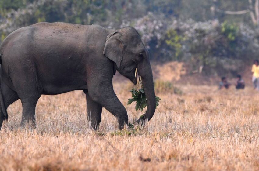  പാപ്പാന്റെ കണ്ണുവെട്ടിച്ച് ലോറിയിൽ നിന്ന് ഇറങ്ങിയോടി ആന; ഒരാൾക്ക് ചവിട്ടേറ്റു