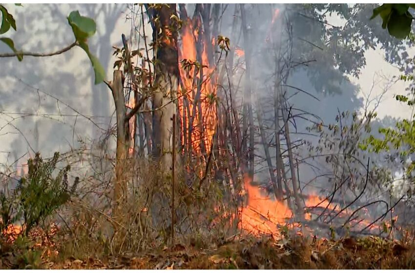  മുത്തങ്ങ വനമേഖലയിൽ കാട്ടുതീ; തീ അണയ്ക്കാനുള്ള ശ്രമം തുടരുന്നു