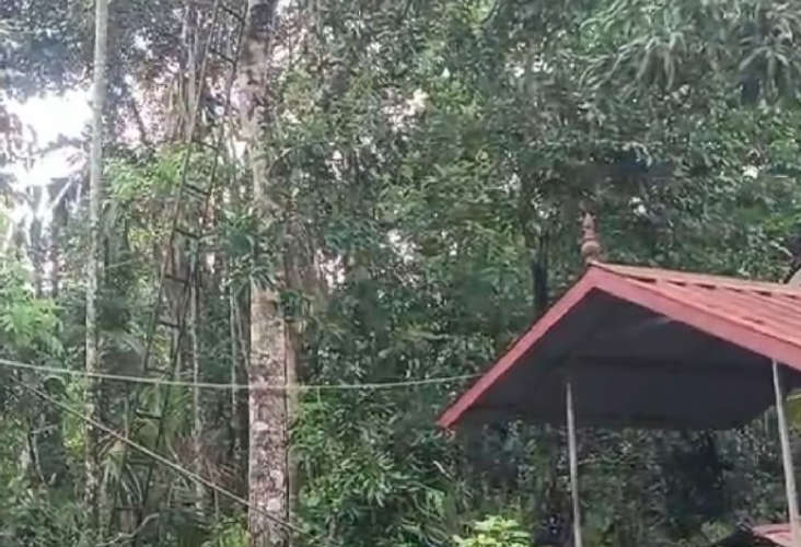  മാങ്ങ പറിക്കുന്നതിനിടെ യുവാവ് ഷോക്കേറ്റു മരിച്ചു