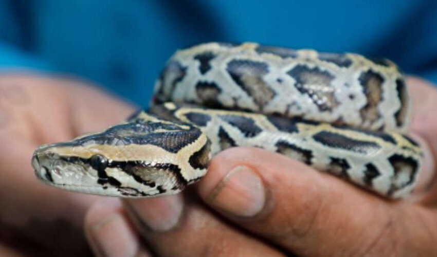  ഹെൽമെറ്റ്‌ തലയിൽ വെച്ചപ്പോൾ പാമ്പ് കടിച്ചു