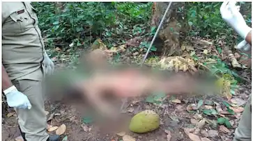  ചക്ക പറിക്കുന്നതിനിടെ ഷോക്കേറ്റ് 65 കാരന് ദാരുണാന്ത്യം