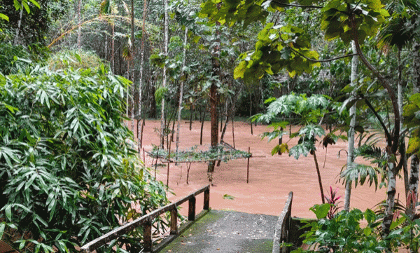  മഴ: മഴക്കെടുതി തുടരുന്നു; വയനാട്ടിൽ വനപാതയിൽ കുടുങ്ങിയ 500 ഓളം പേരെ രക്ഷപ്പെടുത്തി