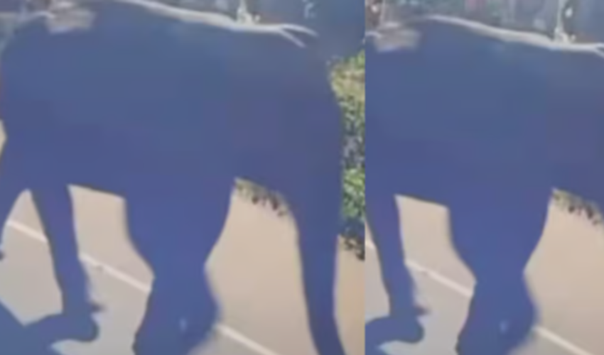 പേരാമ്പ്ര ജനവാസമേഖലയില് കാട്ടാനയിറങ്ങി; ജാഗ്രതാ നിര്ദേശം