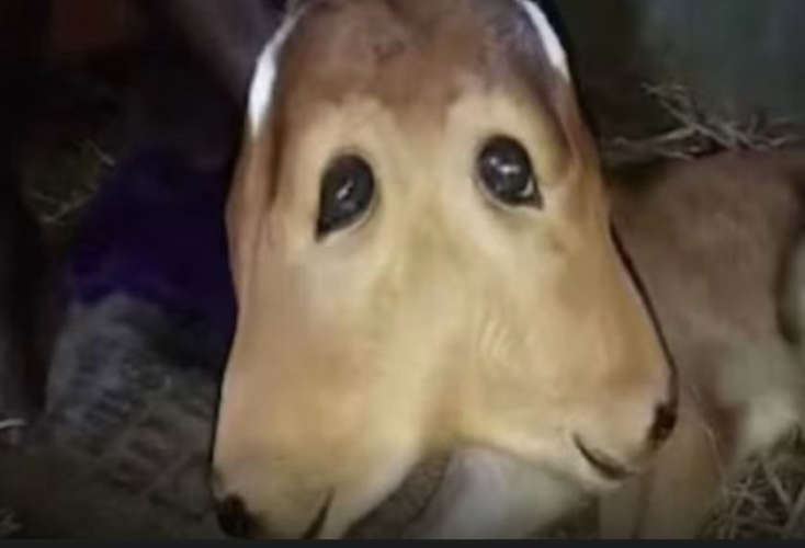  രണ്ടുതലയും ഒരു ഉടലും നാലു കണ്ണുകളുമായി അപൂര്‍വ രൂപത്തിലുള്ള പശുക്കുട്ടിയെ കാണാന്‍ വമ്പന്‍ തിരക്ക്