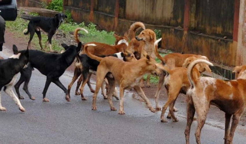  ഉള്ള്യേരിയില്‍ തെരുവ് നായ്ക്കളുടെ കടിയേറ്റു 12 പേര്‍ക്ക് പരുക്ക്