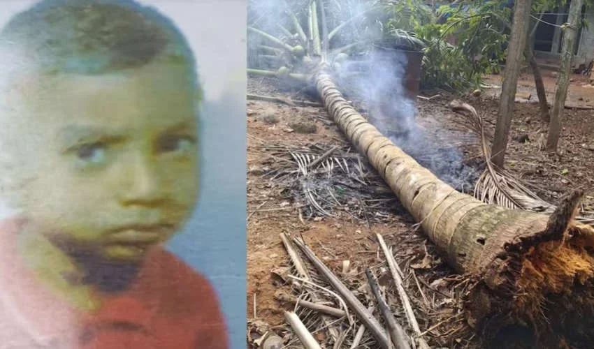  തെങ്ങ് കടപുഴകി വീണു; അഞ്ച് വയസുകാരന് ദാരുണാന്ത്യം