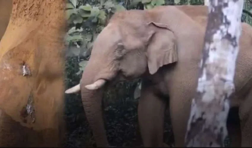 അതിരപ്പിള്ളിയില് മസ്തകത്തില് മുറിവേറ്റ കാട്ടാനയെ മയക്കുവെടി വച്ചു