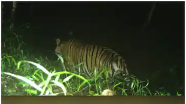  വീണ്ടും കടുവ വളർത്തുമൃഗത്തെ കൊന്നു, പ്രദേശത്ത് സ്കൂളുകൾക്ക് അവധി പ്രഖ്യാപിച്ചു