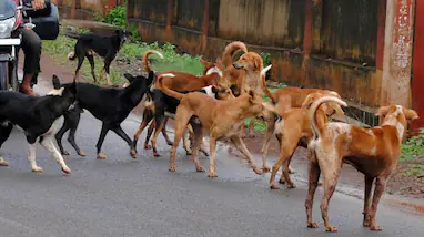  വാക്സിൻ എടുത്ത ശേഷവും പേവിഷബാധ; പത്തനംതിട്ടയിൽ 13കാരി മരിച്ചത് പേവിഷ ബാധയെ തുടർന്ന്, ആരോഗ്യവകുപ്പിനെതിരെ പരാതി